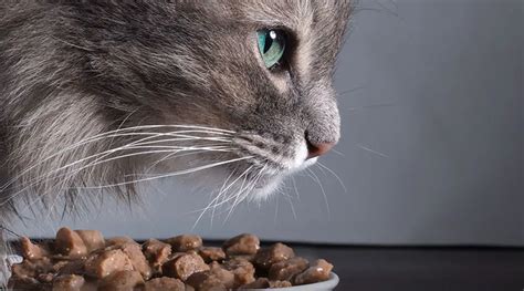 Is it OK to feed kittens only dry food?