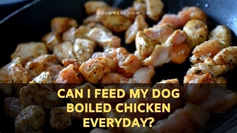 Is it OK to feed my dog boiled chicken every day?