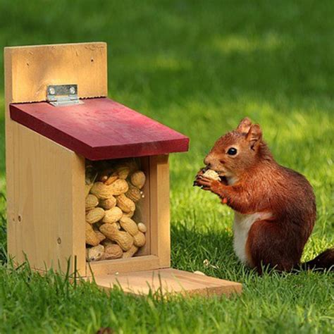 Is it OK to feed squirrels peanuts?
