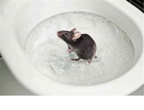 Is it OK to flush a dead mouse down the toilet?