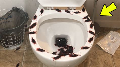 Is it OK to flush roaches?