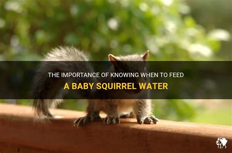 Is it OK to give a baby squirrel water?