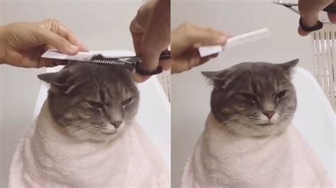 Is it OK to give a cat a haircut?