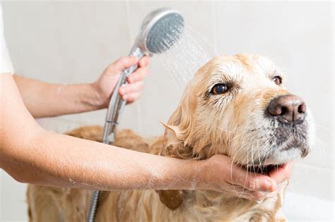 Is it OK to give a dog a bath in cold water?