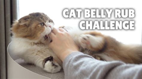 Is it OK to give cats belly rubs?