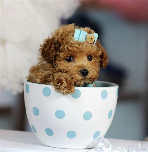 Is it OK to give dogs a cup of tea?
