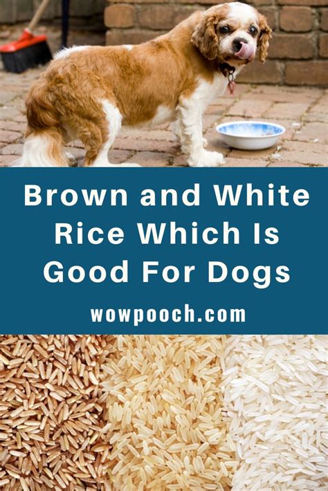 Is it OK to give dogs rice everyday?