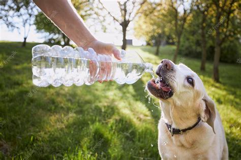 Is it OK to give dogs tap water?