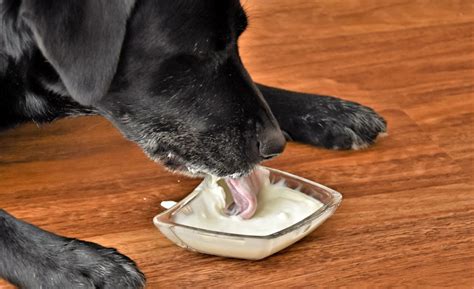 Is it OK to give dogs yogurt?