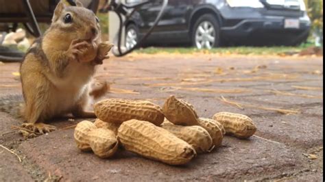 Is it OK to give squirrels salted peanuts?