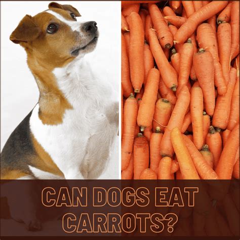 Is it OK to give your dog carrots everyday?