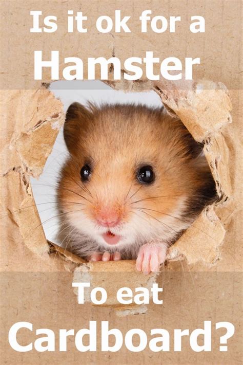 Is it OK to grab your hamster?