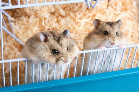 Is it OK to have 2 hamsters?
