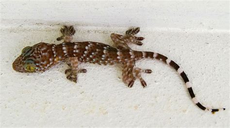 Is it OK to have a gecko in your house?