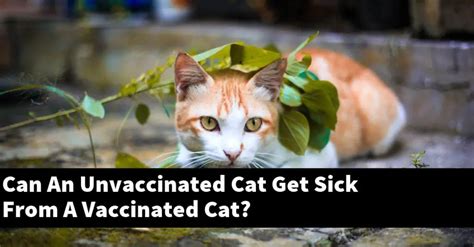 Is it OK to have an unvaccinated cat?
