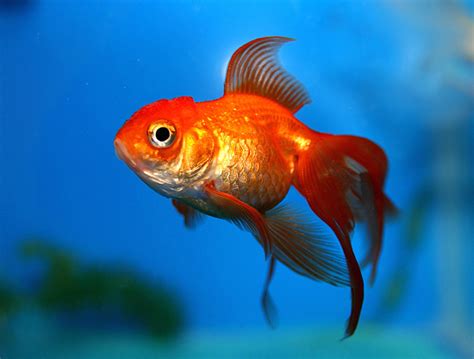 Is it OK to have only one goldfish?