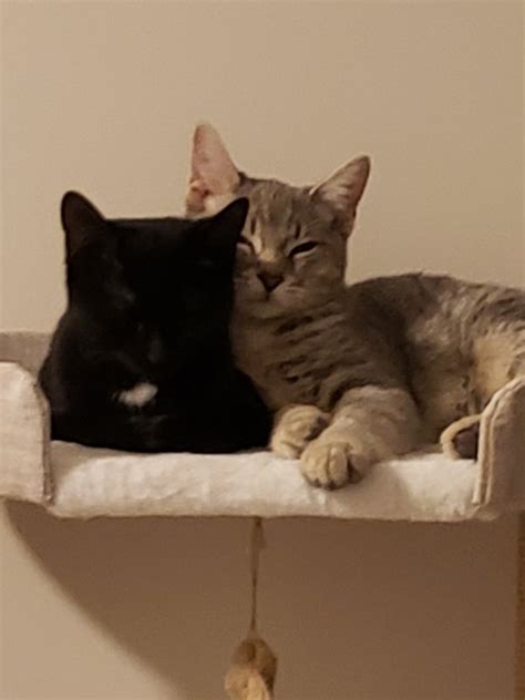 Is it OK to have two male cats together?