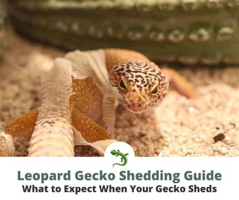 Is it OK to help a leopard gecko shed?