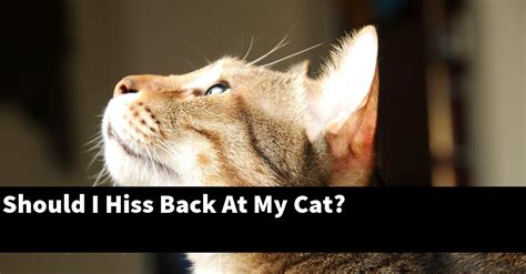 Is it OK to hiss back at a cat?