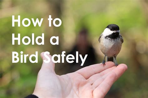 Is it OK to hold a bird?