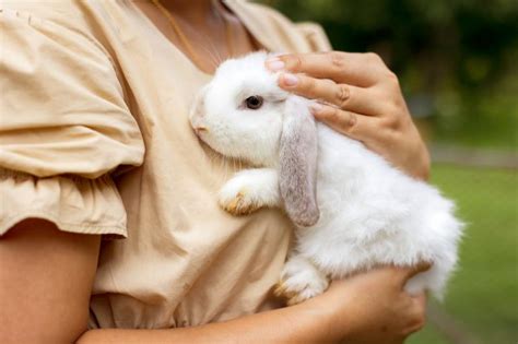 Is it OK to hold a bunny?