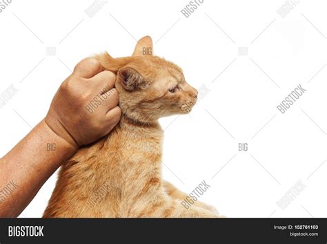 Is it OK to hold a cat by its neck?