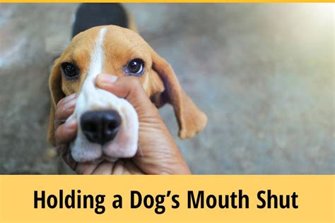 Is it OK to hold a dog's mouth shut?