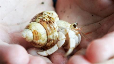 Is it OK to hold a hermit crab?