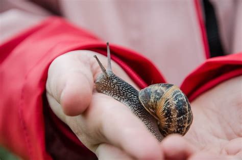 Is it OK to hold a snail?