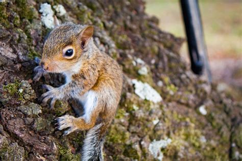 Is it OK to keep a baby squirrel?