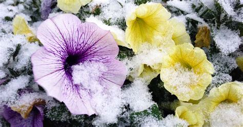 Is it OK to keep flowers in the cold?