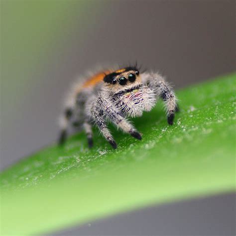 Is it OK to keep jumping spiders?