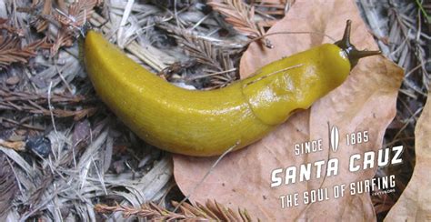 Is it OK to kiss a banana slug?
