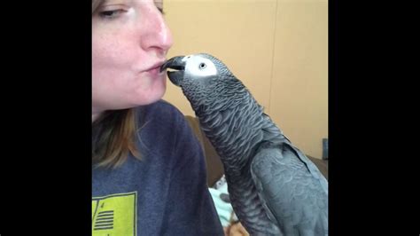 Is it OK to kiss my parrot?