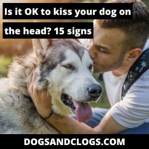 Is it OK to kiss your dog on the head?