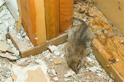 Is it OK to leave a dead mouse in the wall?