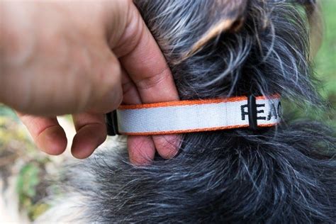 Is it OK to leave a dog collar on all day?