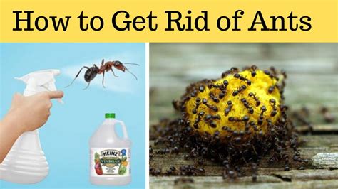 Is it OK to leave ants in the house?