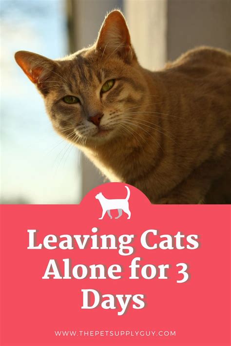 Is it OK to leave cats alone for 3 days?