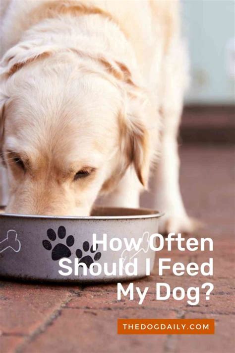 Is it OK to leave dry dog food out all day?
