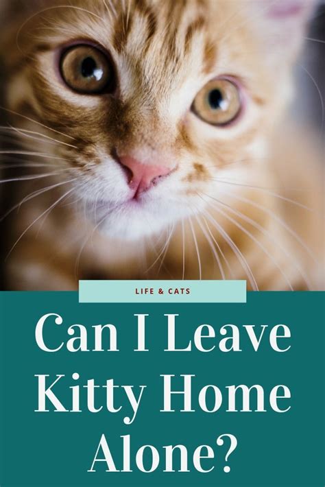Is it OK to leave my cat for 4 days?