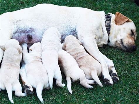 Is it OK to leave newborn puppies alone with their mom?
