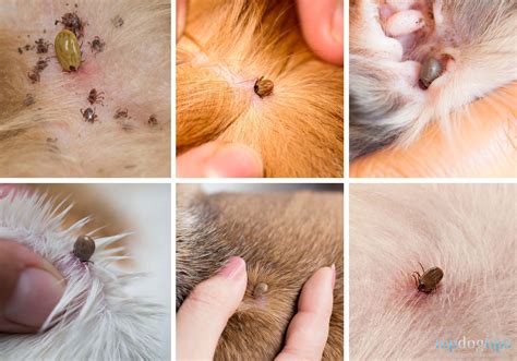 Is it OK to leave the head of a tick in a dog?