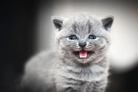 Is it OK to let a kitten cry at night?