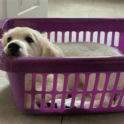 Is it OK to let a puppy cry in his crate?