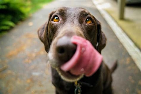 Is it OK to let dog lick mouth?