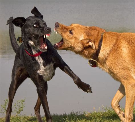 Is it OK to let dogs fight it out?