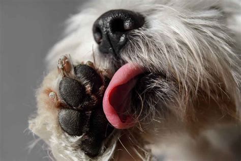 Is it OK to let my dog lick his paws?