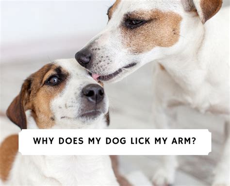 Is it OK to let my dog lick my arm?