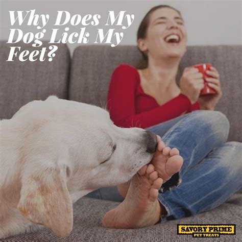 Is it OK to let my dog lick my toes?